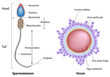 Structure of egg and sperm, eps8