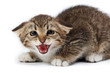Photo: kitten kitten