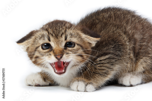 Photo: kitten kitten