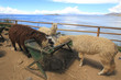 Foto: Alpacas of Titicaca Alpacas of Titicaca