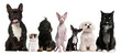 Group of dogs and cats sitting in front of white background