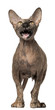 Frightening Peterbald cat with mouth open standing