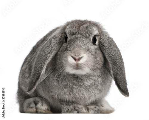 Photo: French Lop rabbit, 2 months old, Oryctolagus cuniculus, sitting French Lop rabbit, 2 months old, Oryctolagus cuniculus, sitting