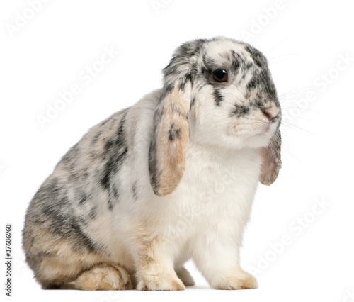 Photo: Tri Color Spotted French Lop rabbit, 2 months old Tri Color Spotted French Lop rabbit, 2 months old