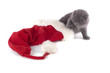 Foto: christmas scottish fold kitty christmas scottish fold kitty