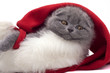 Foto: christmas scottish fold kitty christmas scottish fold kitty