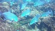 Coral reef in mexico