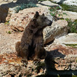 brown bear