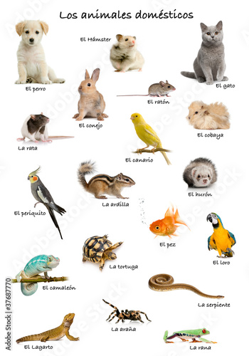 Photo: Collage of pets and animals in Spanish Collage of pets and animals in Spanish