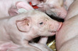 Schweinezucht