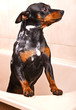 Pinscher Dog Sitting in Bathtub to be Washed .