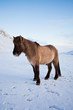 Flock of Icelandic horses grazing in the meadow