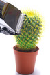 Cactus and hairclipper