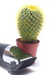 Cactus and hairclipper