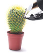Cactus and hairclipper