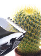 Cactus and hairclipper