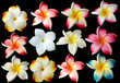 fleurs frangipanier fond noir
