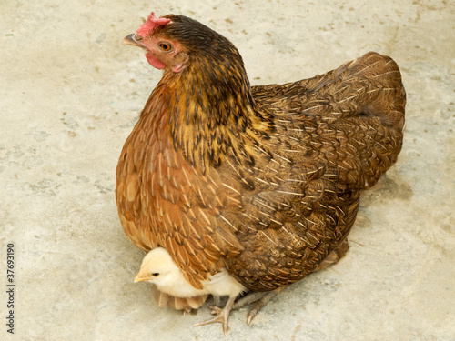 Photo: Henne beschützt Küken Henne beschützt Küken