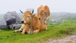 Brown Cow of Asturias (Northern Spain).