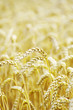 wheat field