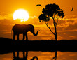 Silhouette of elephant