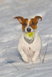 Jack-Russel-Terrier