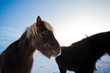 Flock of Icelandic horses grazing in the meadow, Scandinavia