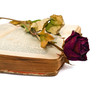 Old book and rose
