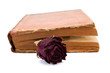 Rose Rose