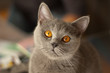 Cat British Shorthair with orange eyes Cat British Shorthair with orange eyes
