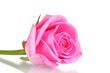 Pink rose on white background