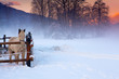 cavallo bianco nella neve