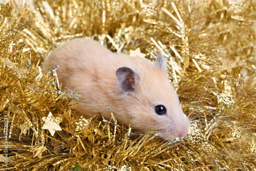 Photo: Little hamster in tinsel Little hamster in tinsel