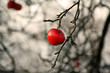 roter Winterapfel
