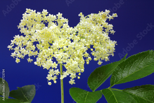 Foto: holunderblüten (sambucus) holunderblüten (sambucus)