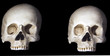 Skulls
