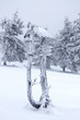 freeze