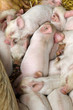 Sleeping Piglets