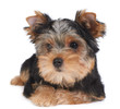 Puppy of the Yorkshire Terrier Puppy of the Yorkshire Terrier