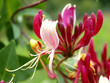 Photo: Lonicera peryclimenum Lonicera peryclimenum
