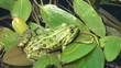 green frog