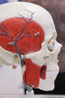 Photo: Scull model Scull model