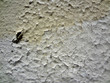 Cracked white paint pattern on wall
