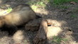 Video: ferrets playing and searcher ferrets playing and searcher