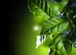 Green Leaves. Coffee Arabica Plant isolated on black