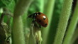 Video: ladybird on a grass ladybird on a grass