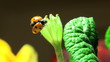 Video: ladybird on a grass ladybird on a grass