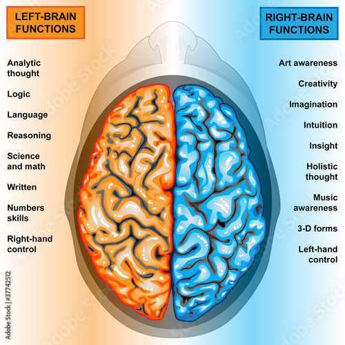 Illustration: Human brain left and right functions Human brain left and right functions