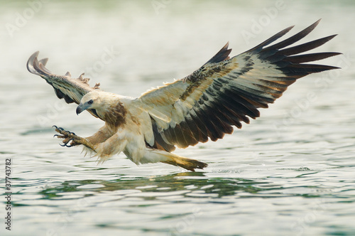 Photo: sea eagle spread his wings ready to attack his prey sea eagle spread his wings ready to attack his prey