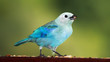 Portrait Blautangare (Thraupis episcopus), Tobago